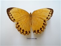 藏品(箭環蝶)的圖片